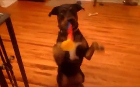 Dog Turns Trumpet King For A Treat - Animals - VIDEOTIME.COM