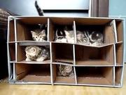 Cute Kittens Home Invasion