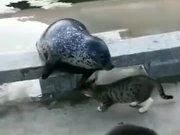 The Territorial Cat Gets Violent