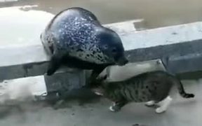 The Territorial Cat Gets Violent - Animals - VIDEOTIME.COM