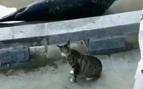 The Territorial Cat Gets Violent - Animals - VIDEOTIME.COM