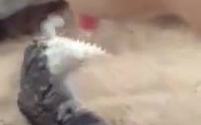 Adorable Lizard - Animals - VIDEOTIME.COM