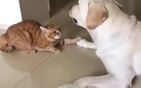 Cat Apologizing To The Dog - Animals - VIDEOTIME.COM