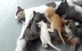 Mother’s Love Can Take A Leave - Animals - VIDEOTIME.COM