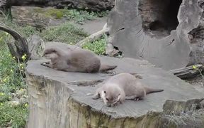 Learn Rock Juggling From The Cute Otter - Animals - VIDEOTIME.COM