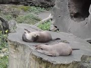 Learn Rock Juggling From The Cute Otter