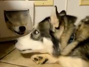 The Two Huskies Who Are BFF’s