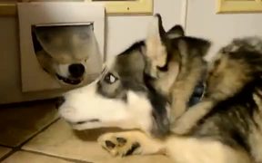 The Two Huskies Who Are BFF’s - Animals - VIDEOTIME.COM