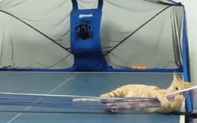 Ping Pong With My Cat - Animals - VIDEOTIME.COM