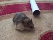 Fat Hamster Fails To Get Inside Pipe