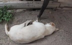 Baby Elephant Wants To Play With Sleeping Dog - Animals - VIDEOTIME.COM