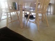 Crazy Cat Backsliding On The Floor