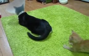 Kitten Harassing A Cat With Cone - Animals - VIDEOTIME.COM
