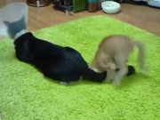 Kitten Harassing A Cat With Cone