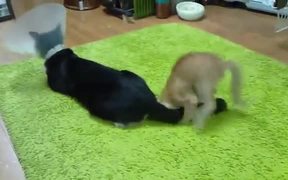 Kitten Harassing A Cat With Cone - Animals - VIDEOTIME.COM