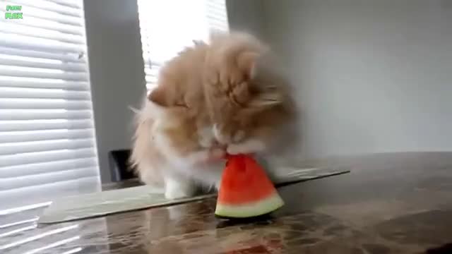 Watermelon Loving Cute Animals