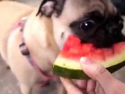 Watermelon Loving Cute Animals