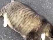 Hilarious Attempt Of Fat Cat To Roll Over
