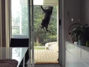 Breaking News: A Cat Is Scaling A Window