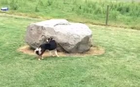 Duck Chases Dog - Animals - VIDEOTIME.COM