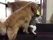 Dog Prevents Cat Fight
