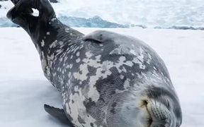 Seal Making Vocalisations - Animals - VIDEOTIME.COM