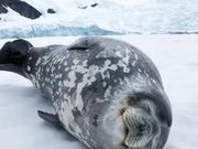 Seal Making Vocalisations