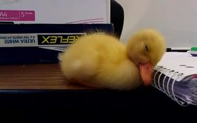 When Sleep Possesses The Ugly Duckling - Animals - VIDEOTIME.COM