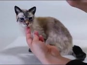 This Cat Looks So Real
