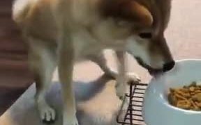 What A Well-Trained Dog Looks Like - Animals - VIDEOTIME.COM