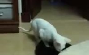 Scared Cat Doing A High Jump - Animals - VIDEOTIME.COM