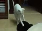 Scared Cat Doing A High Jump