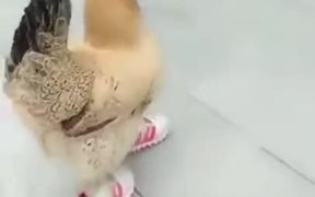 What The Cluck Is Happening? - Animals - VIDEOTIME.COM