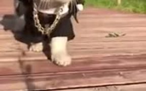 He’s Too Cool For School - Animals - VIDEOTIME.COM