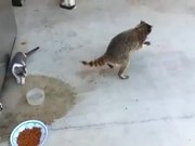 Raccoons Are The Funniest Pet