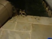 Raccoons Are The Funniest Pet