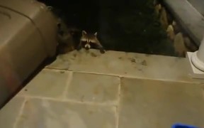 Raccoons Are The Funniest Pet - Animals - VIDEOTIME.COM