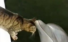 Cat and Dolphin - Animals - VIDEOTIME.COM