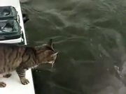 Cat and Dolphin