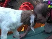 Funny Goats Attacking & Head Butting Everything