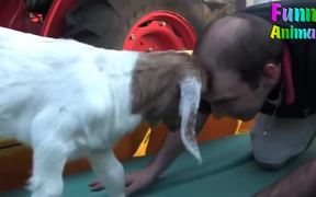 Funny Goats Attacking & Head Butting Everything