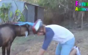 Funny Goats Attacking & Head Butting Everything - Animals - VIDEOTIME.COM