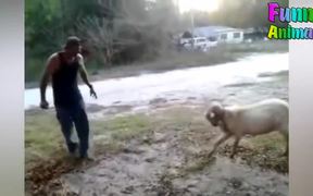 Funny Goats Attacking & Head Butting Everything - Animals - Videotime.com