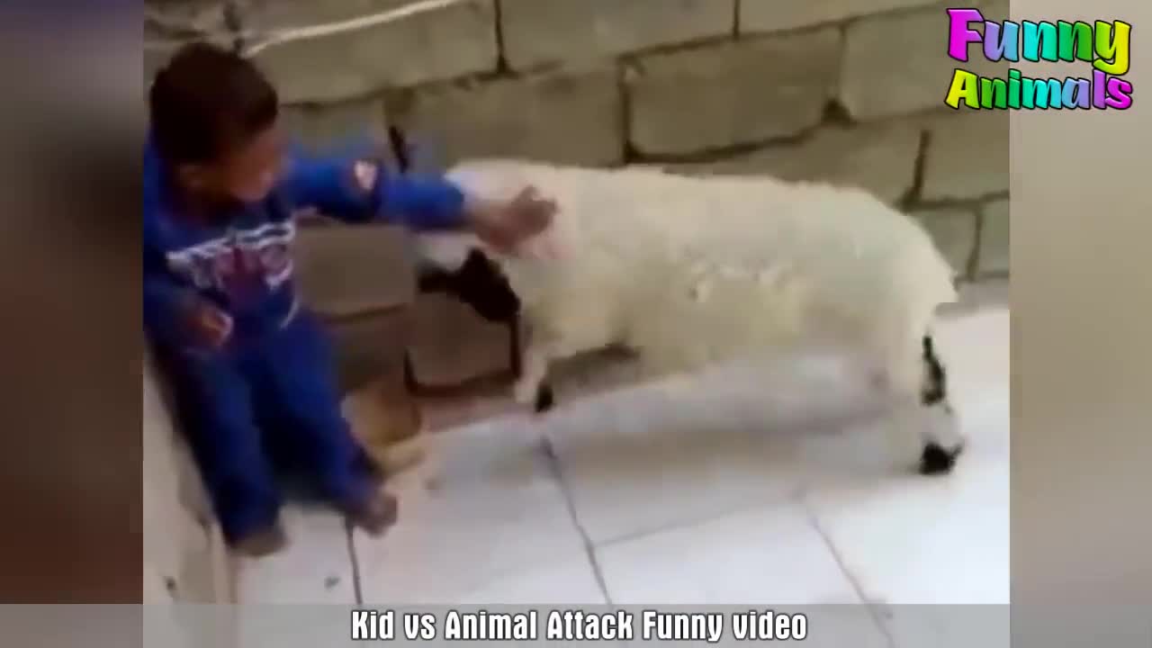 Cute Animals Attack Kids