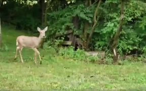 In The Deer 2nite