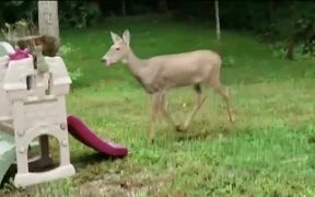 In The Deer 2nite - Animals - VIDEOTIME.COM