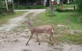 In The Deer 2nite - Animals - VIDEOTIME.COM