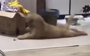 The Famous Head Banging Puppy - Animals - VIDEOTIME.COM