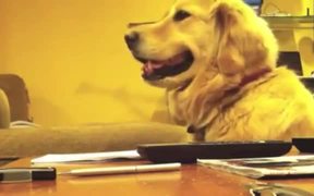Good Music Makes Dogs Smile - Animals - VIDEOTIME.COM
