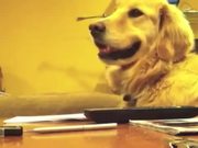 Good Music Makes Dogs Smile